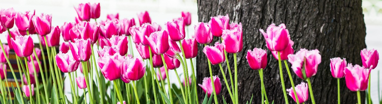 Istanbul Tulip Festival Group Tour Day 1